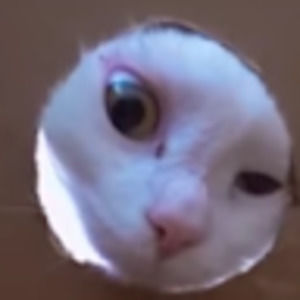 Meet your Posher, Isabel